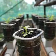 Hydroponic grow healthy plants without the soil