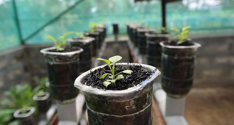 Hydroponic grow healthy plants without the soil