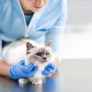 Know about How to take care of your cat