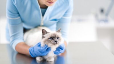 Know about How to take care of your cat