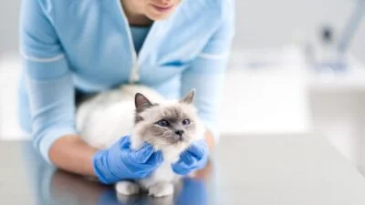 Know about How to take care of your cat