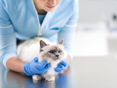 Know about How to take care of your cat